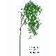 40 inchesMINI CARPINUS SPRAY