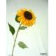 Single van gogh sunflower w/5 lvs. (dia 18cm, stem 82cm)