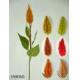 26 inches Small long shape celosia w/6 lvs., 1/590SG