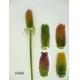 28 inches Seed pod stem., 1/606G