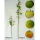22 inches Small malus apple spray. (coating stem) 36 inches Large malus apple spray. (coating stem), 1/892SG 
1/892LG