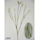 21 inches Yellow tail grass. (coating stem), 1/893G