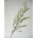 39 inches Willow leaf spray