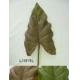 36 inches LARGE ELEPHANT EAR LVS SPRAY