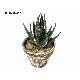 Middle Succulent Pot (gt1506241a)