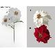Single Poinsettia*2, GT0100636A
