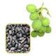 Jatropha Curcas Seed, svm_01