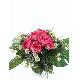 Flower Bush, 80010/22