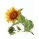 Stem Flower, 80010/40
