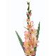 Stem Flower, 80010/17