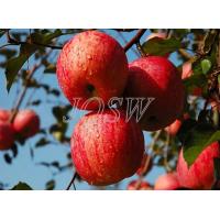 Fuji Apple