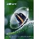 Sell New Photochromic Lenses
