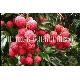Fresh Lychee
