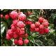 Lychee, lychee