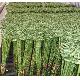 Spiral Lucky Bamboo