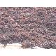 Sargassum Seaweed