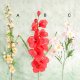 Everyday Bush, A: TA280/2
B: TA350/1
C: 655/4A