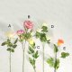 Rose Stem