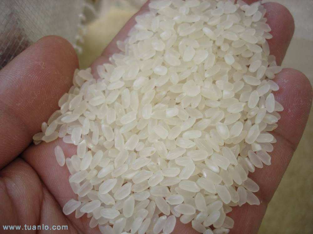 Rice