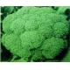 Fresh Broccoli