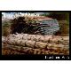 Natural rattan cane