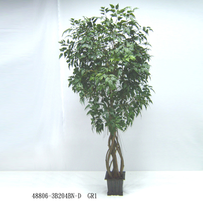 6' CISSUS TREE W/POT