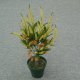 Sell 46 CM CATTAIL BUSH X 14
