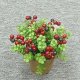 Sell 12 CM BLUE BERRY W/POT