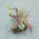 Sell 30 CM CACTUS & ALEO W/BASKET