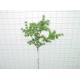 Sell PINE SPRAY X 132