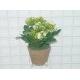 Sell SM KALANCHOE IN POT