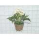 Sell X'MAS ROSE IN POT