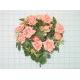 Sell ROSE BUD BUSH X 22