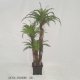 6' FISHTAIL FERN TREE IN POT