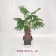 4' FAN PALM W/POT