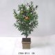 4' POME TREE W/RESIN POT