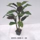 5' PEACOCK TREE W/3 TRUNKS IN POT, G11/R36705-3B286-D
