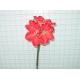 MP AMARYLLIS X 5