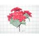 POINSETTIA /BUSH X 7