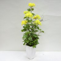 BLOSSOM FLOWER ARRANGEMENT IN PAPER POT