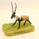 Endangered Animals - The Tibetan Antelope