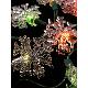 Snowflake Light, KS-A041
