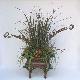 Floral Decoration