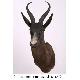 Antidorcas Marsupialis, HD003