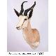 Antidorcas Marsupialis, HD004