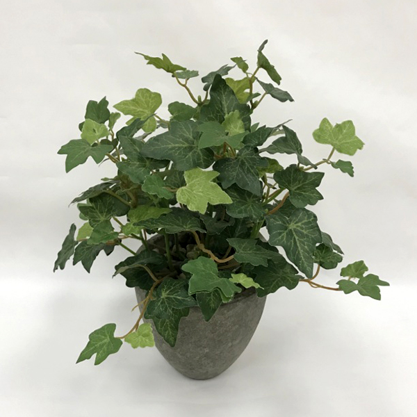 Ivy Pot