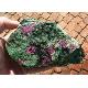Ruby in Zoisite