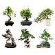 Bonsai / Pot Plant / Indoor Plant