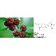 Kingherbs Offer China Myricetin, CAS: 529-44-2