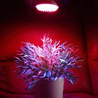 Red/Blue Hydroponics Light